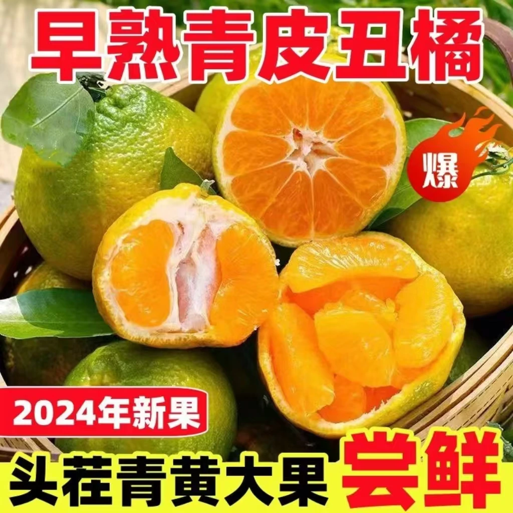 （现摘现发）云南高山丑橘丑桔新鲜水果酸甜柑橘当季青皮蜜橘蜜桔