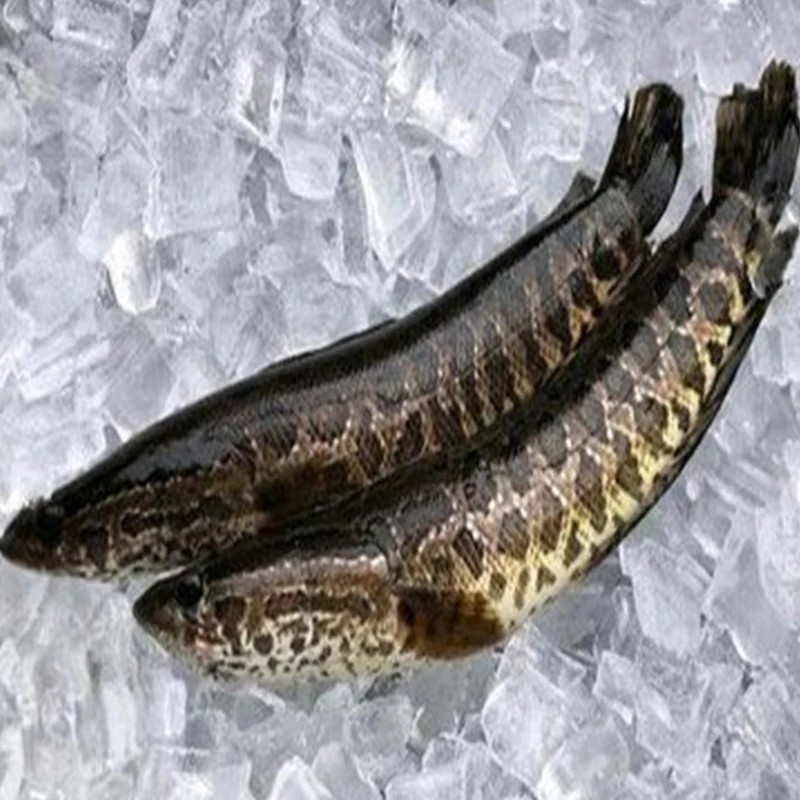 现杀活大草鲡鱼（黑鱼）1250-1750g/条（杀前重量 活鱼现杀不可退）