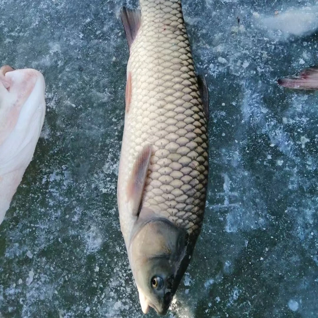 东北冷水野生大草鱼