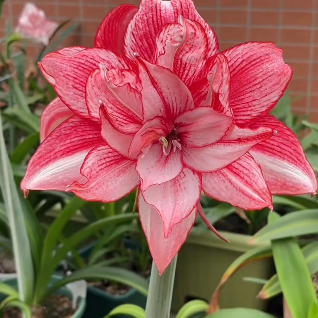 丘南朱顶红基地，一诺千金（2cm➕50米，3cm➕75米）地栽