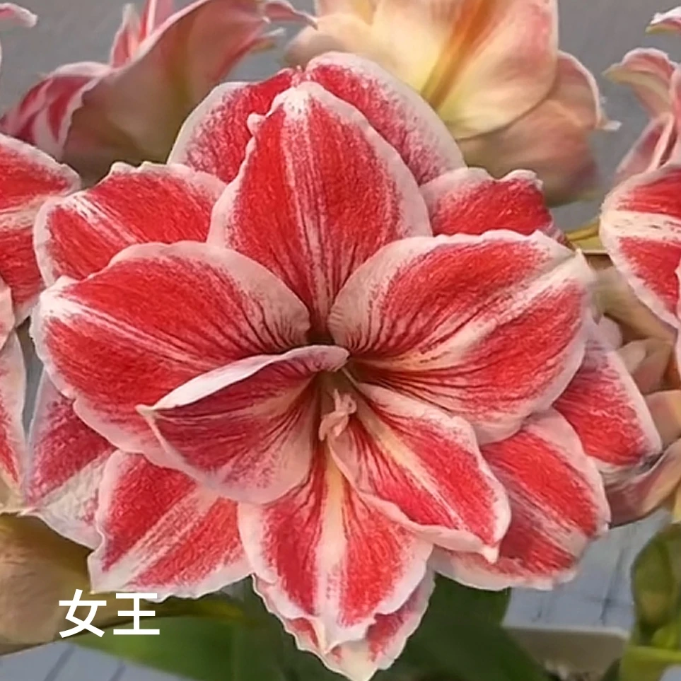 丘南朱顶红基地，女王（3cm左右）地栽自然球