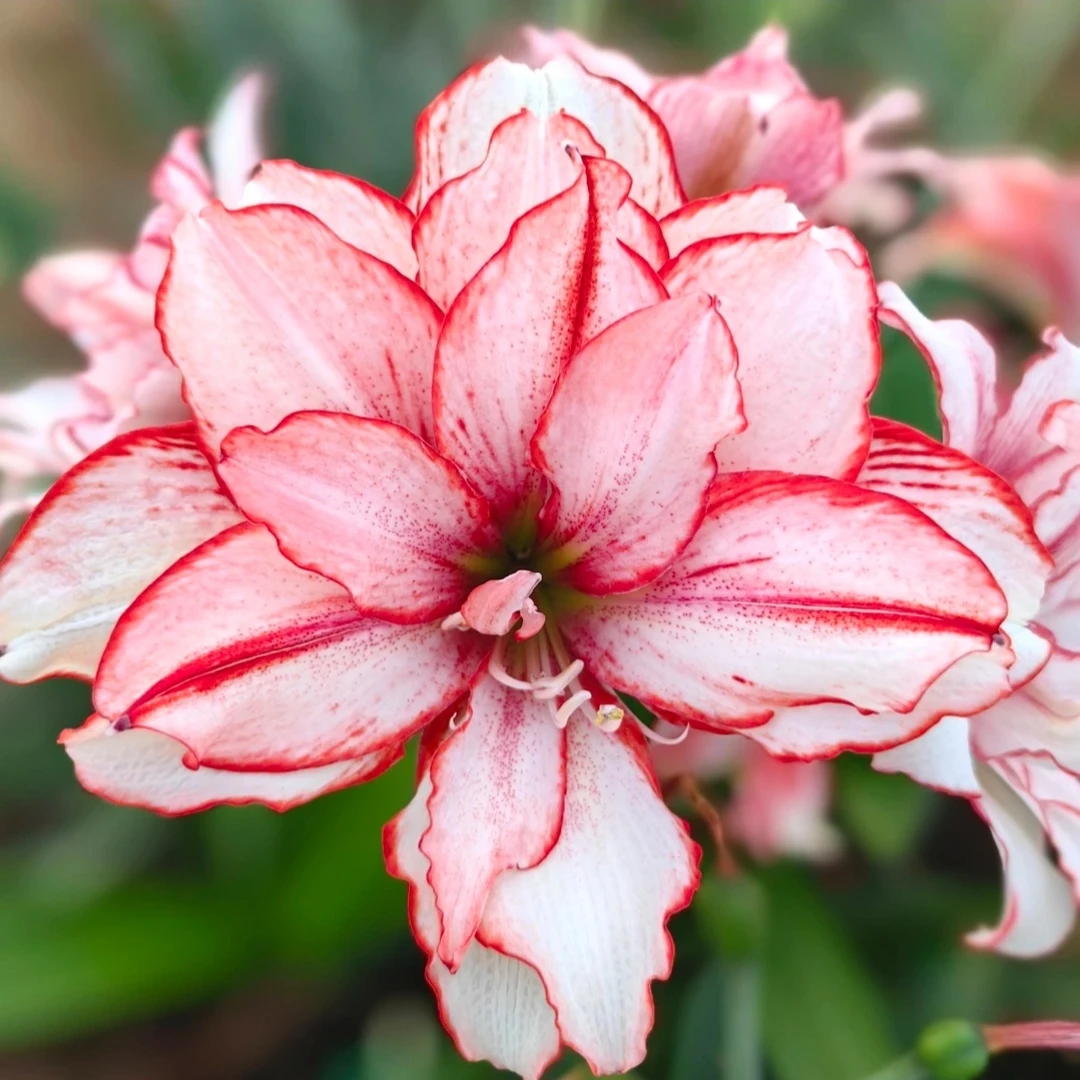 丘南朱顶红基地，白肋鬼魅（5cm➕，6cm➕）