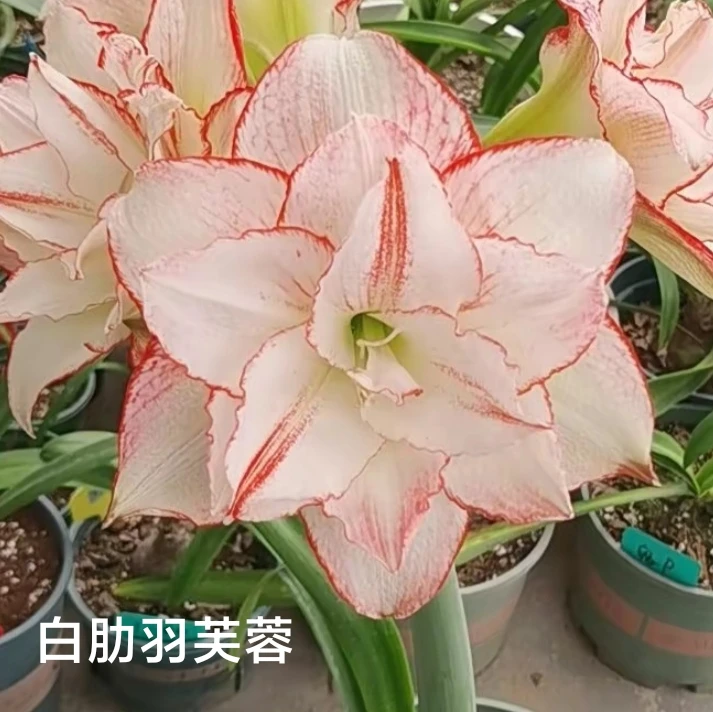 丘南朱顶红基地，羽芙蓉（5➕cm，6➕cm）带盆带土