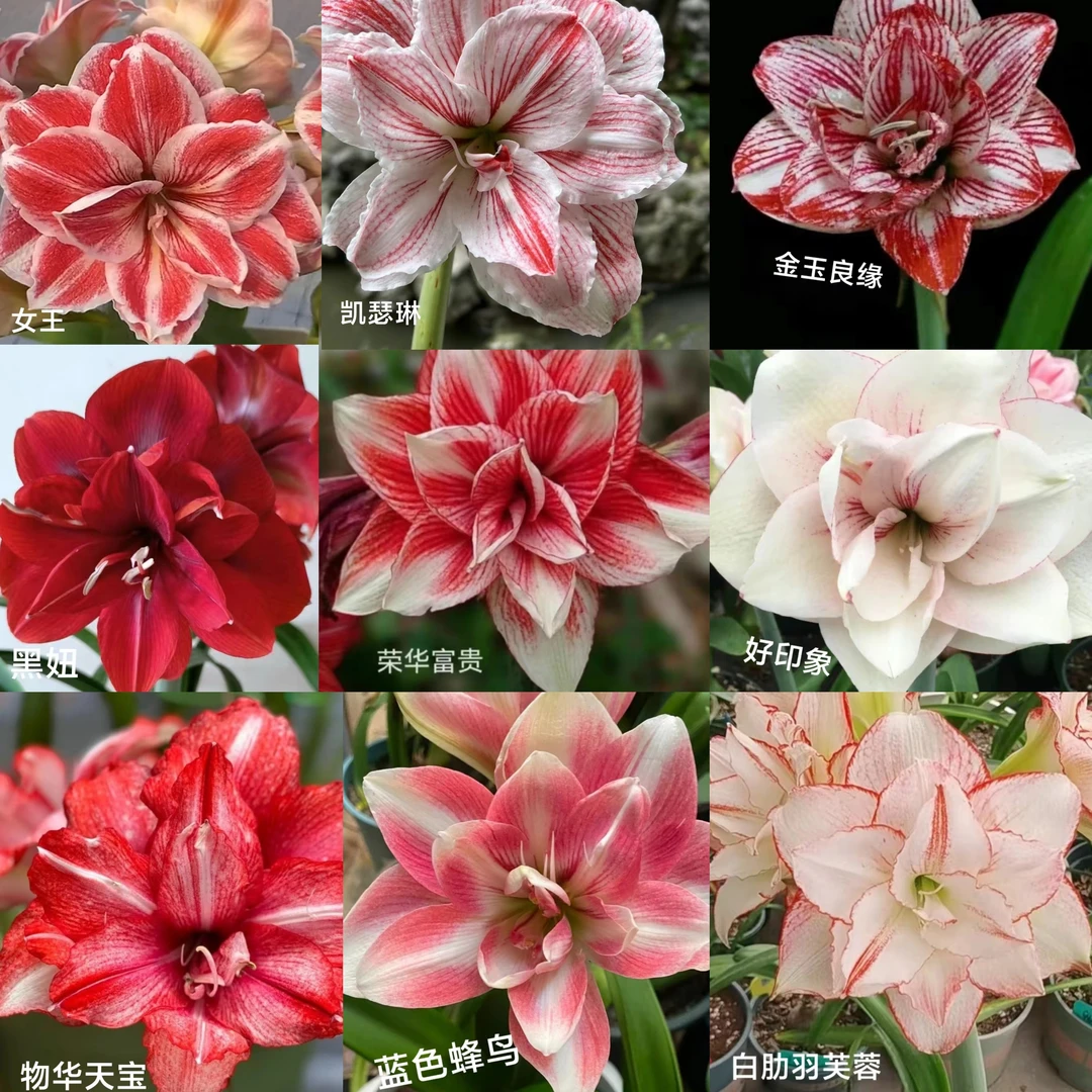 丘南朱顶红基地，一物一拍（满60米包邮）（一物一拍备注购买品种）