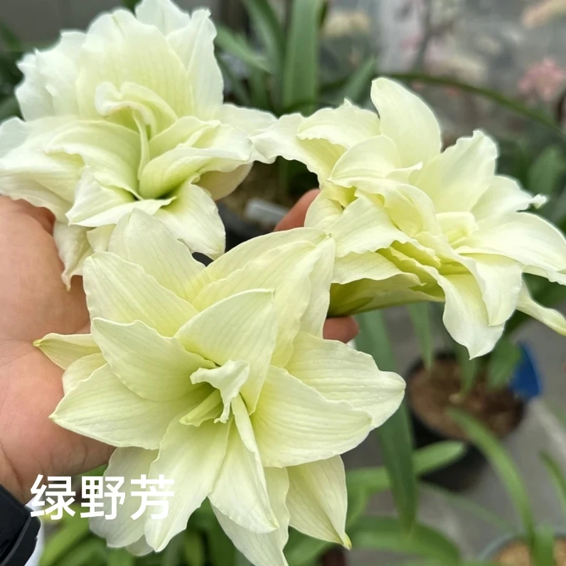 丘南朱顶红基地，绿野芳（4cm左右）地栽