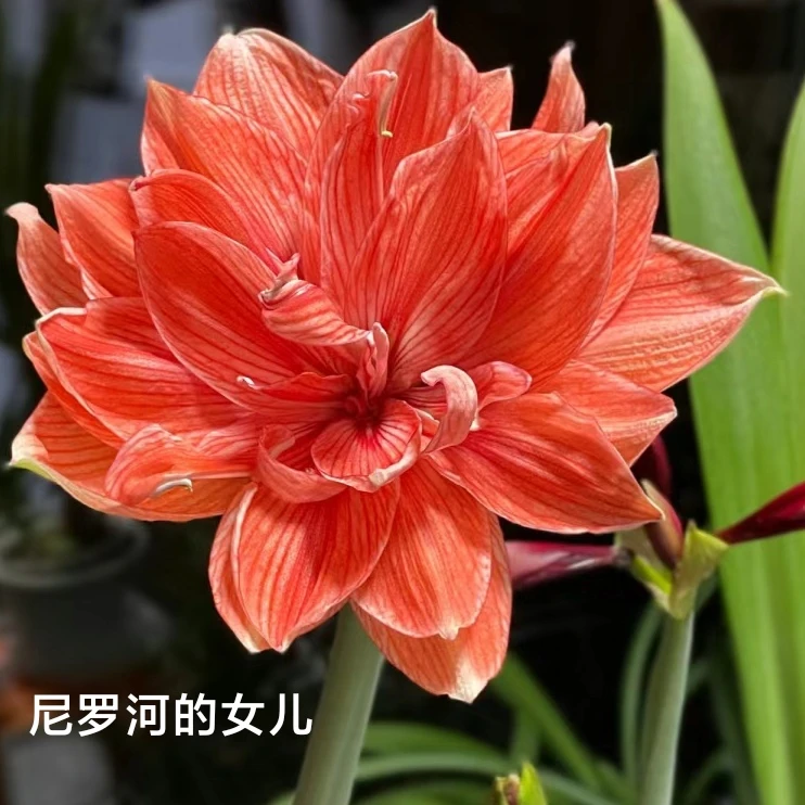 丘南朱顶红基地，尼罗河的女儿（4-5cm带多侧）