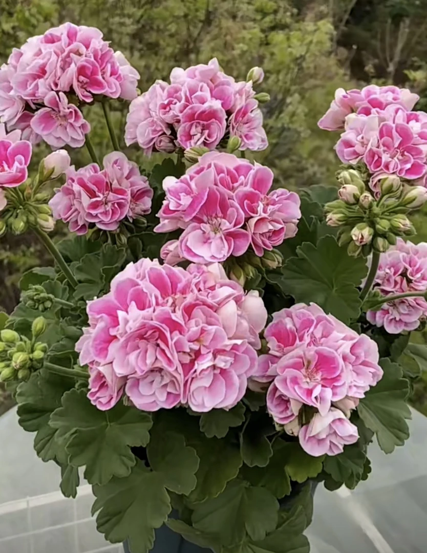 五彩纸屑 直立天竺葵