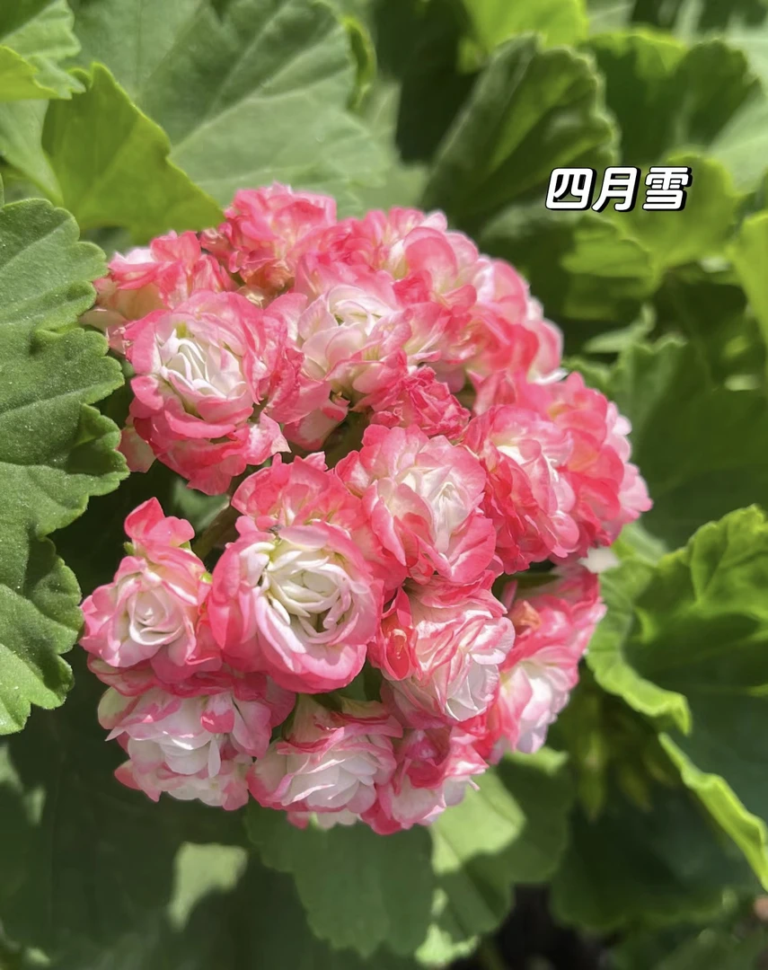 四月雪 直立天竺葵