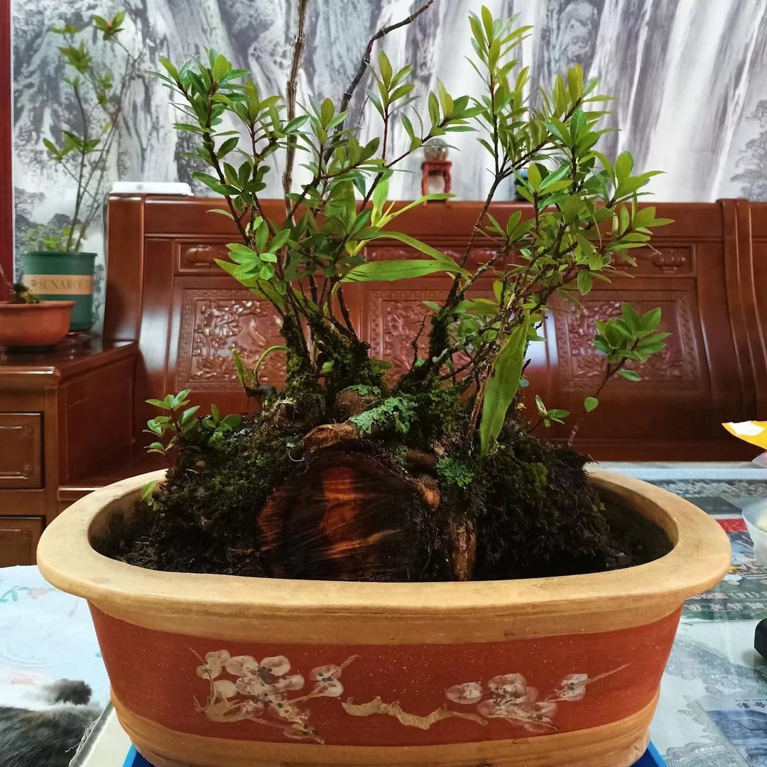 云南网红植物小叶五翅梅·一物一拍