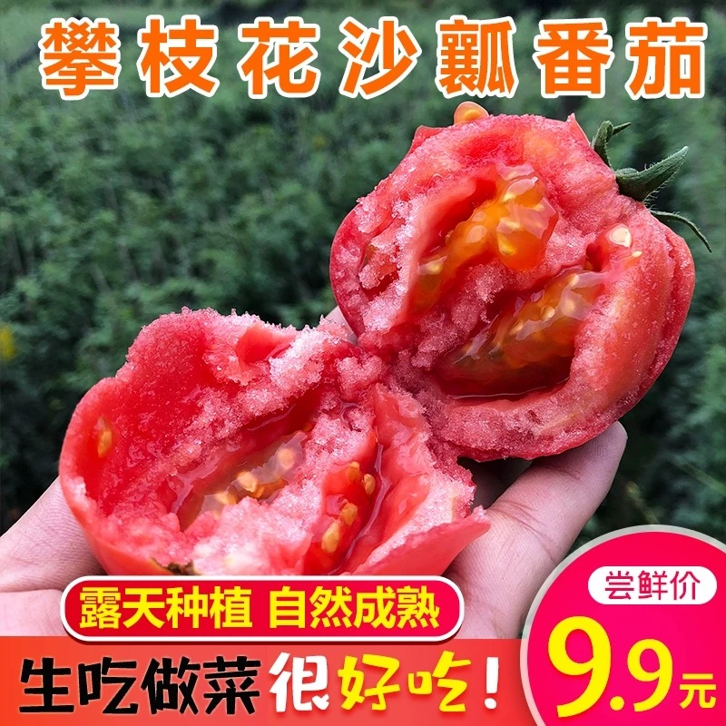欧会长甄选现摘攀枝花露天沙瓤自然熟西红柿新鲜水果番茄5斤装