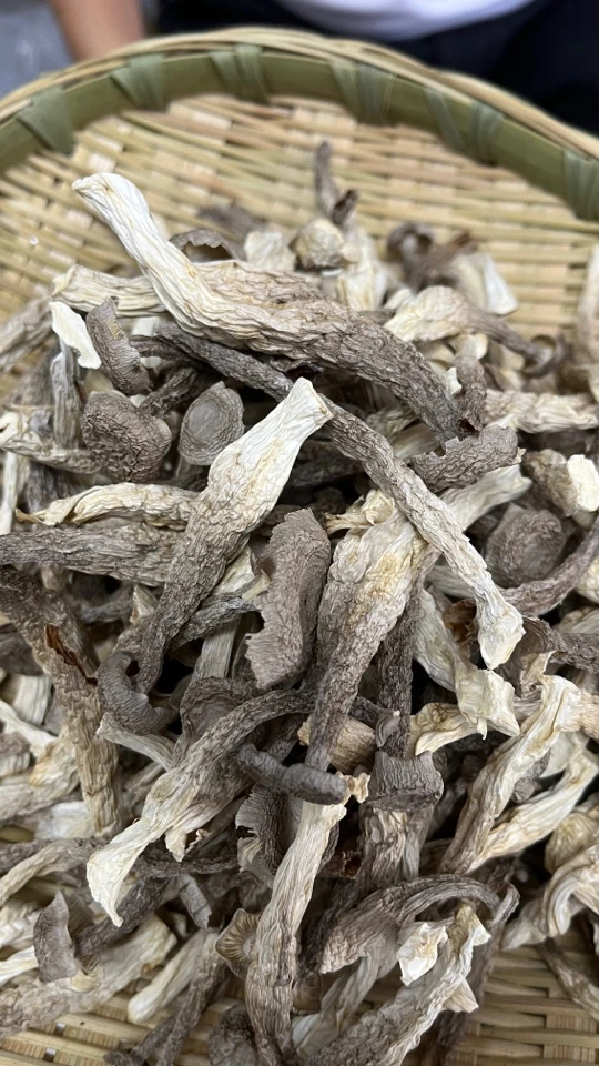 秦岭山珍大山鹿茸菌