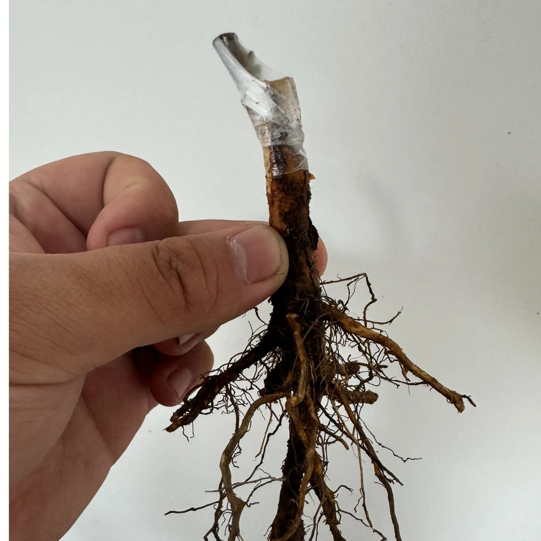 中通，经典老品种裸根栽死栽活无售后只能保证到手芽点新鲜