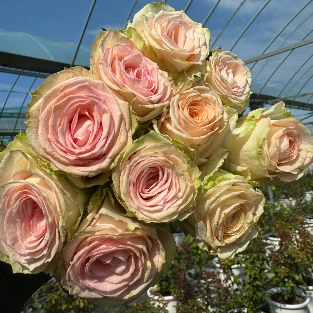 老磨盘【希望】月季