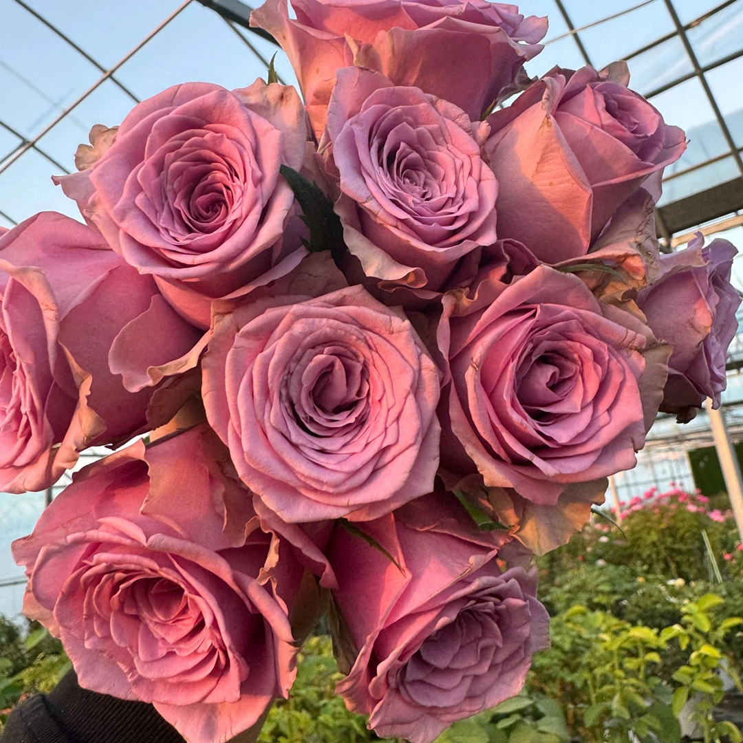 老磨盘【诺瓦】月季