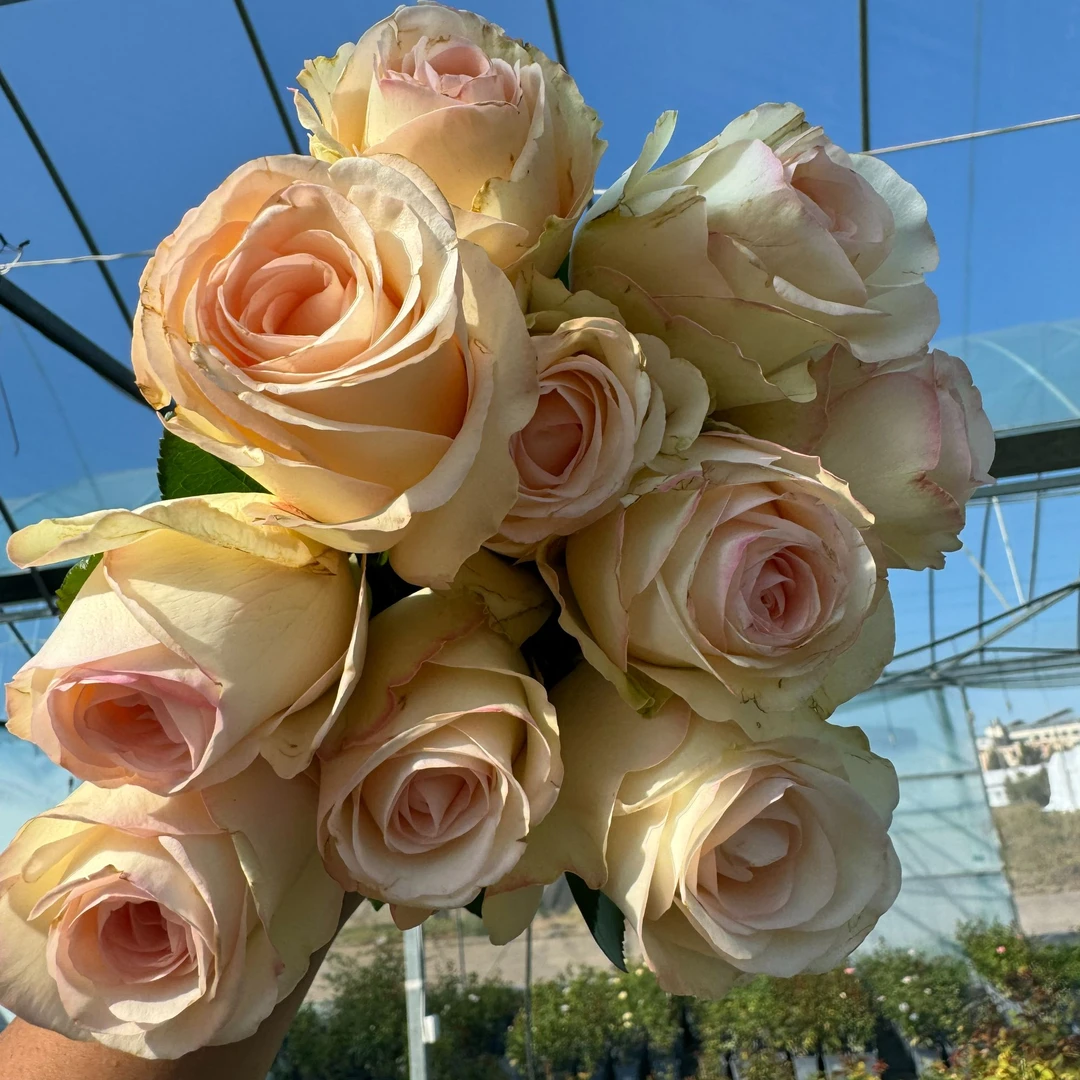 老磨盘【玉露白桃】月季