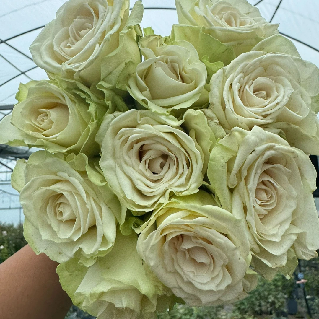 老磨盘【绿卡瓦】月季