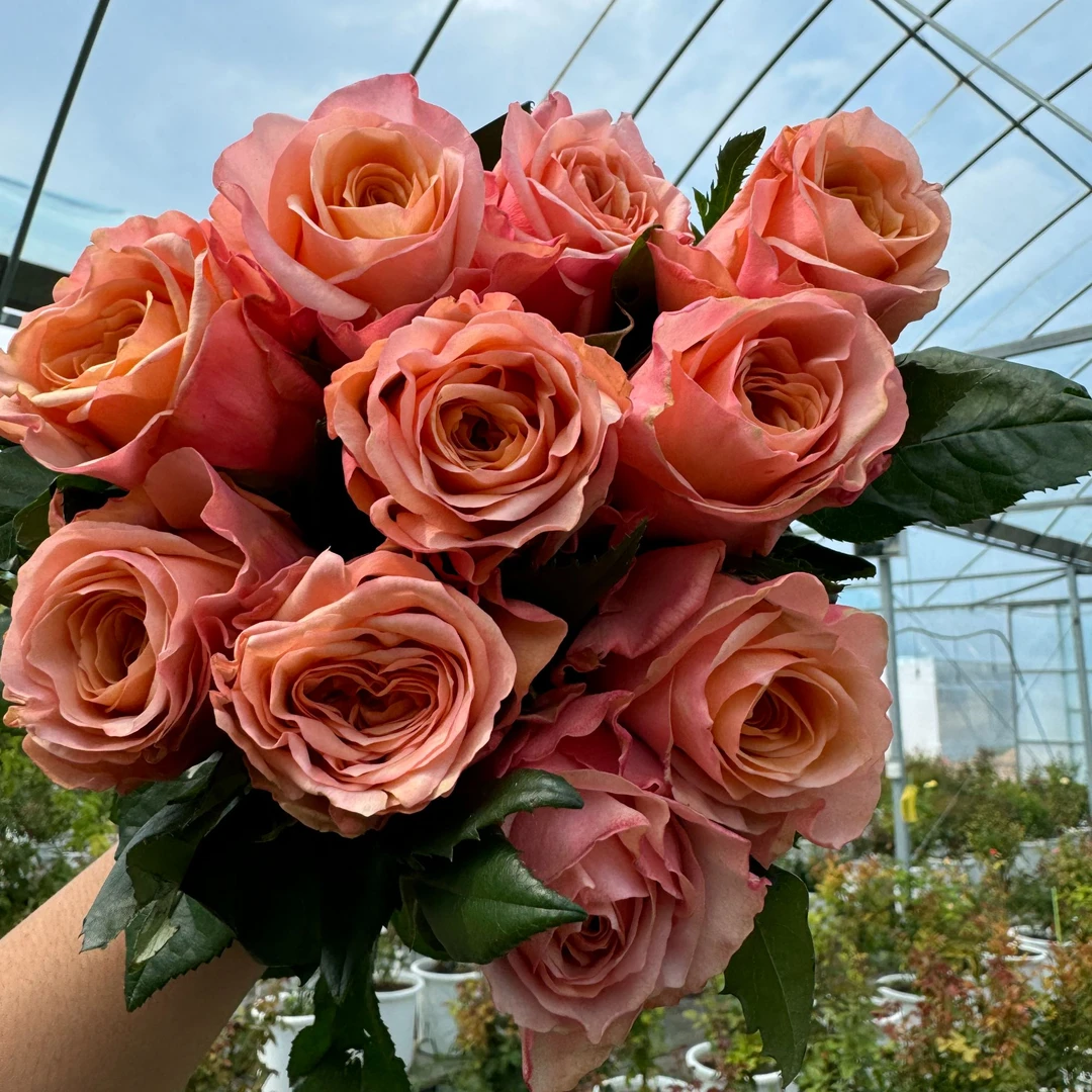 老磨盘【测试复古橘】月季