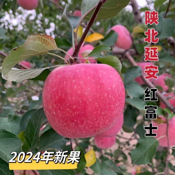 【嫌小勿拍包装简陋】福利尝鲜小果陕北延安高山红富士苹果