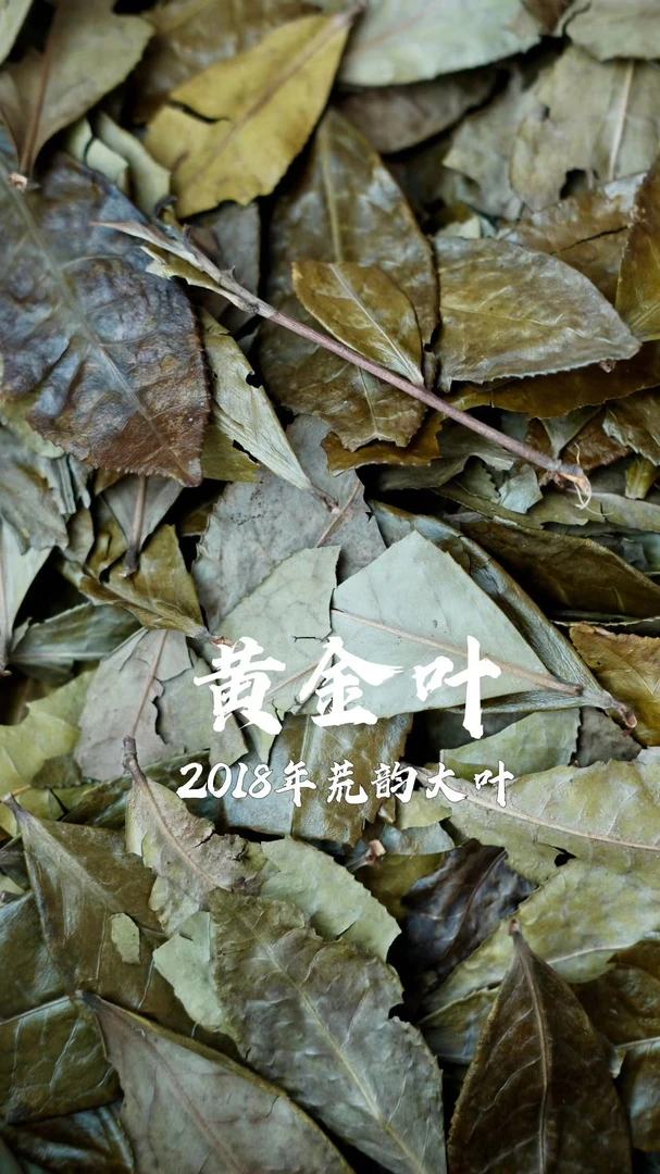 私人珍藏 2018黄金叶 荒韵大叶 冬茶150克 福鼎白茶蜡质感