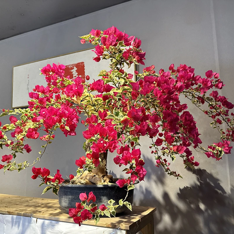 婷婷三角梅-三角梅通用链接一物一拍   直播间截图为准（2280）