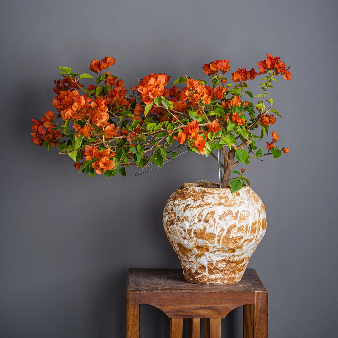 婷婷三角梅-三角梅通用链接一物一拍   直播间截图为准（580）