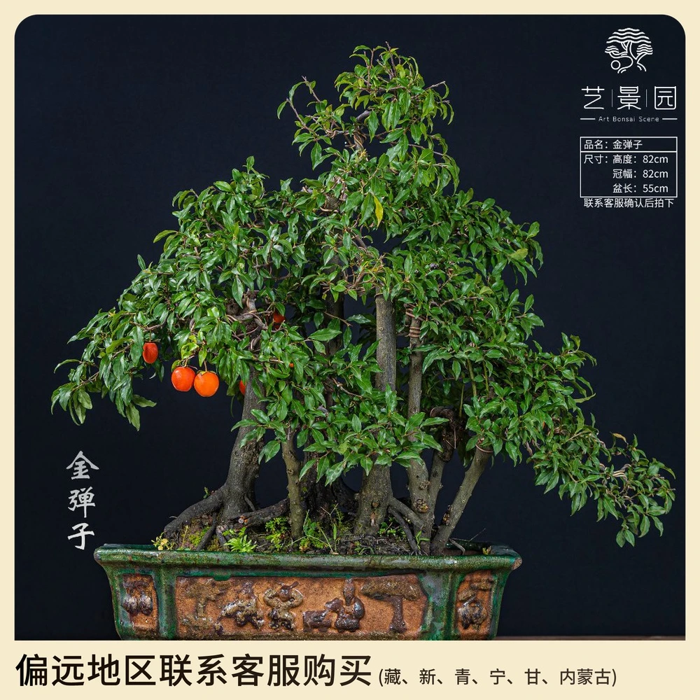 【艺景园-毛毛】通用链接一物一拍艺术高端盆景89800以直播间为准