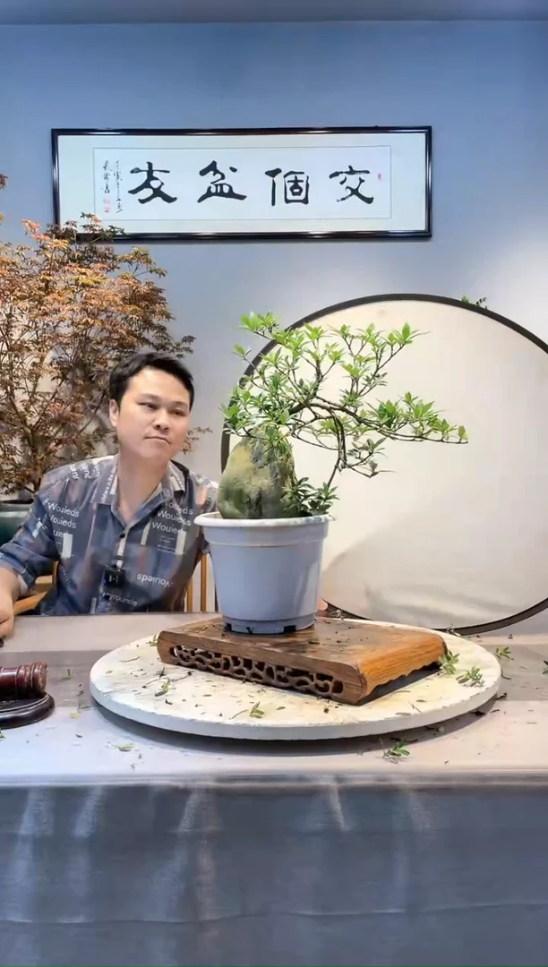 【闪购商品】盆景小叶重瓣栀子花