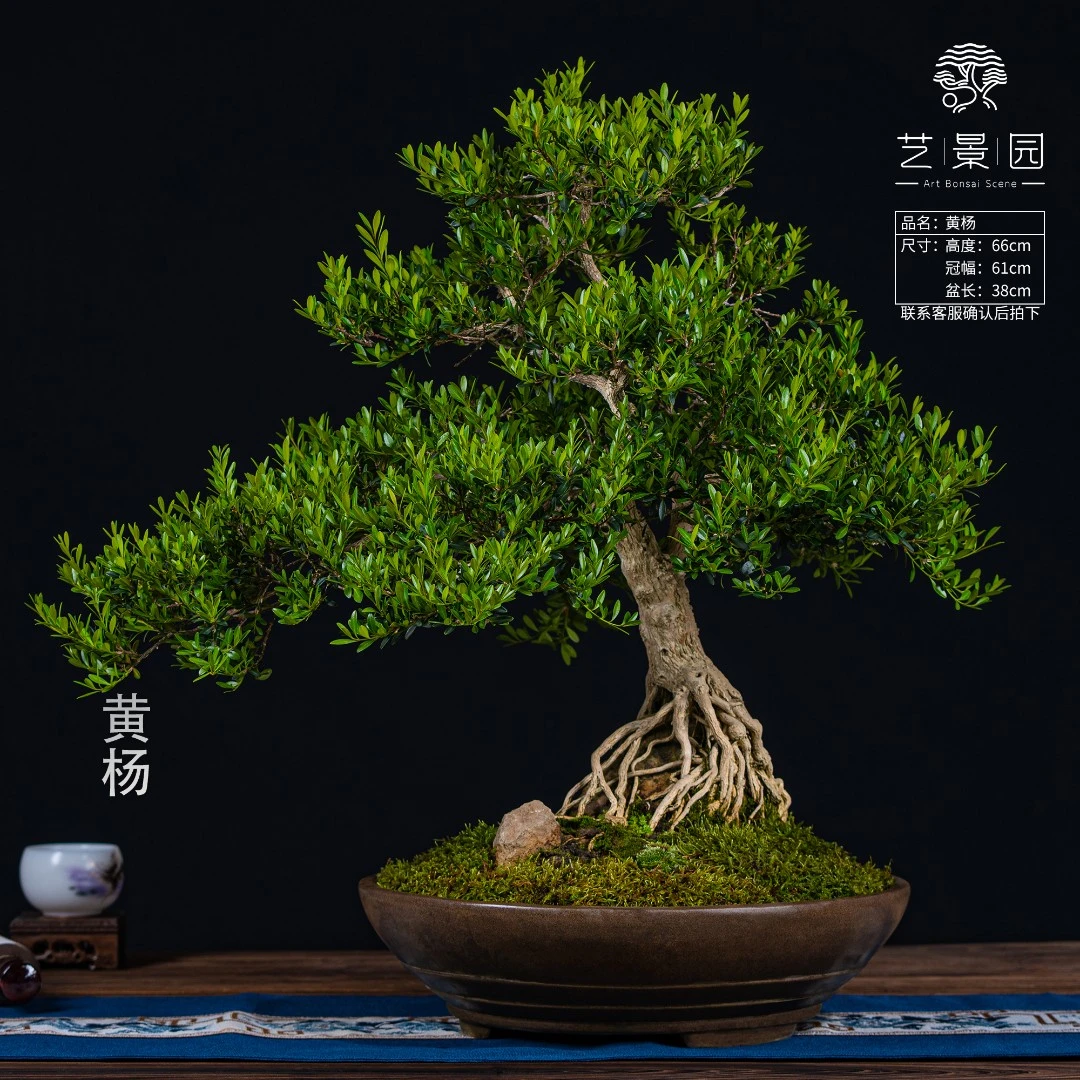 【艺景园-毛毛】通用链接一物一拍精品盆景198 以直播间截图为准