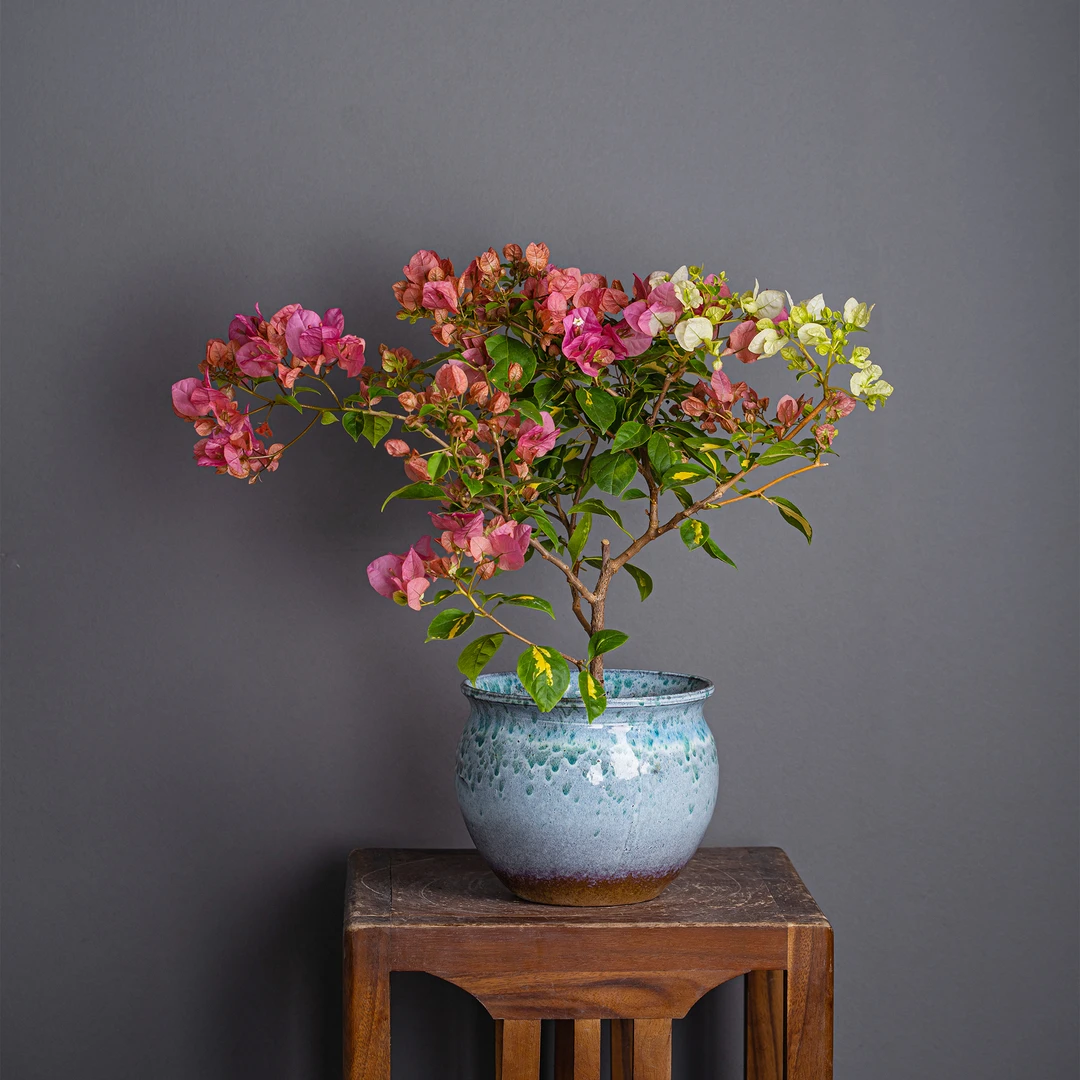 【艺景园-娜娜】-三角梅通用链接一物一拍   直播间截图为准（88）