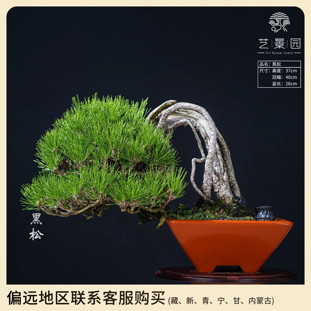 【艺景园-毛毛】通用链接一物一拍艺术老桩盆景1980以直播间为准