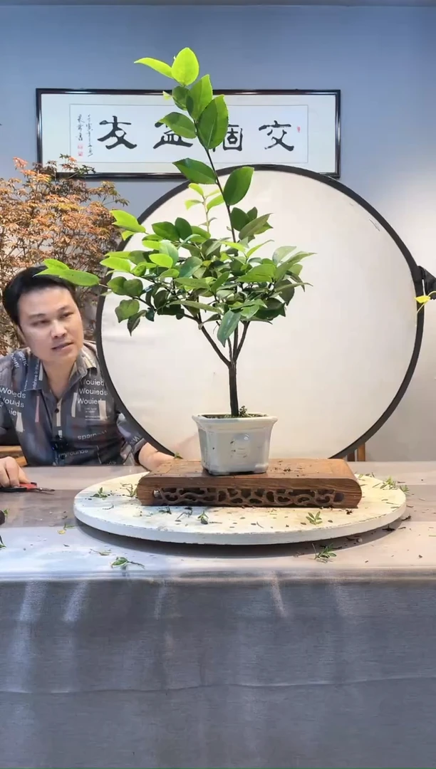 【闪购商品】盆景 9.24-16X