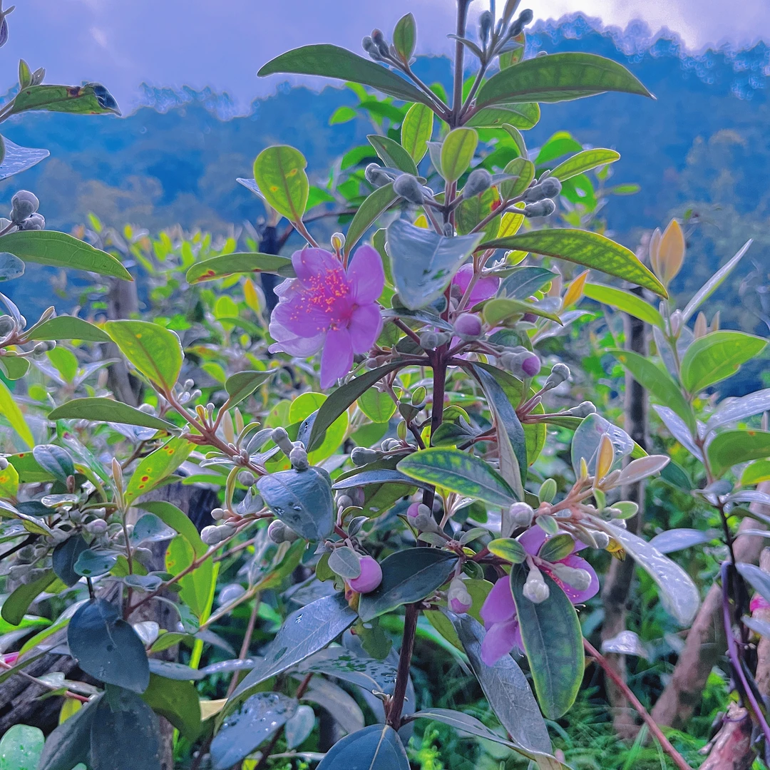 【福利款】夏天桃花-小棵已含花苞生桩桃金娘（捻树）