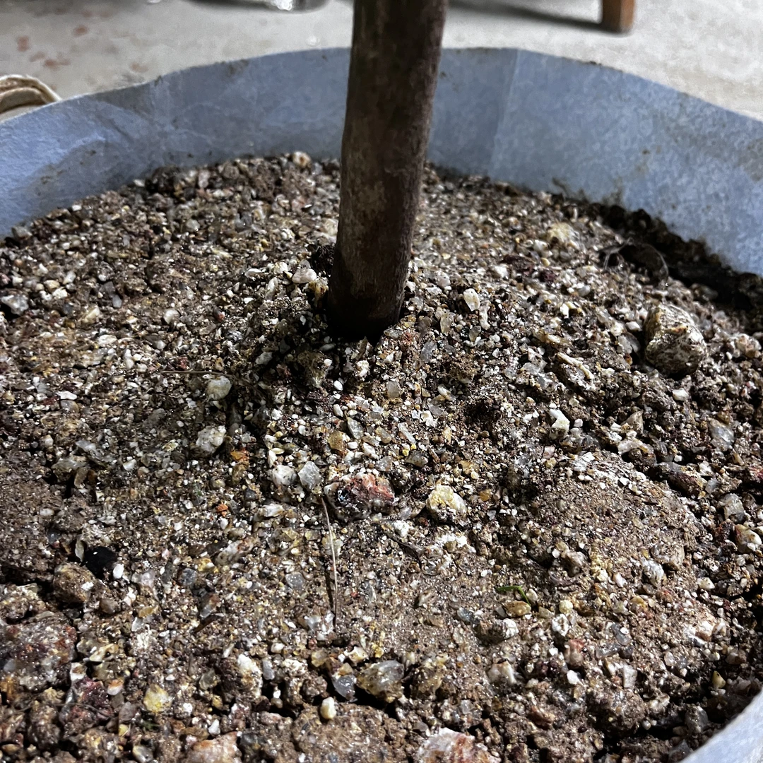 【种植土壤】桃金娘生桩种植土壤风化土透水性好疏松土质新鲜10斤装