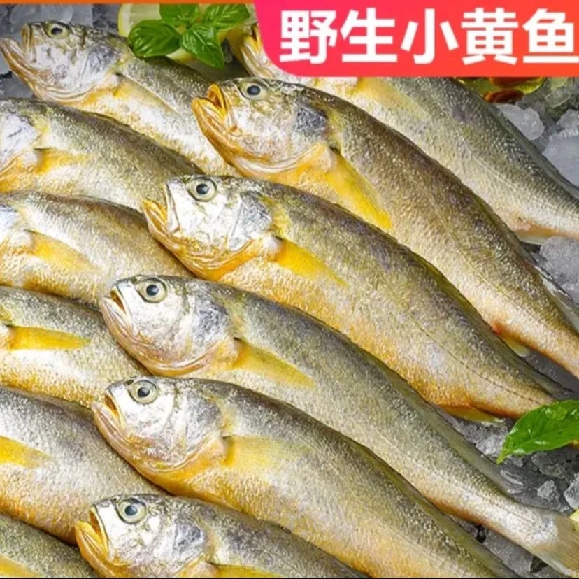 刚下船  海捕野生小黄花5斤鲜活冰鲜发 顺丰包邮