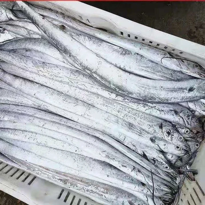 老张推荐 海捕新鲜野生小眼油带鱼 到手5斤  每条4－6两顺丰包邮