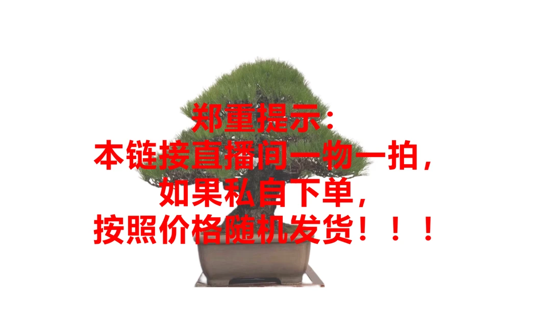 黑松造型盆景绿植盆栽阳台客厅卧室基地直发