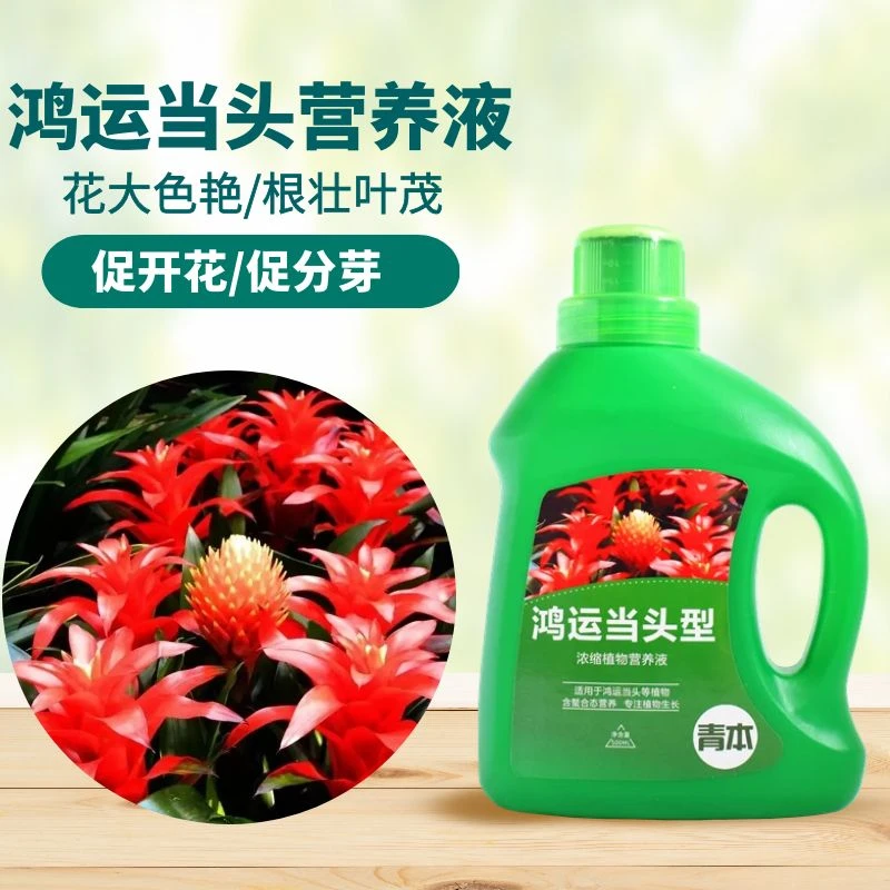 鸿运当头适用营养液室内花卉绿植通用花肥预防黄叶促生长专用肥料