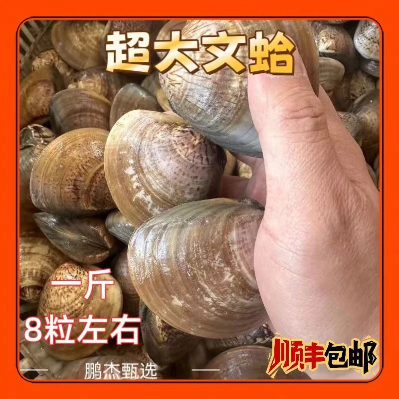 东港鲜活文蛤特大卜卜贝新鲜无沙超大海鲜水产大文蛤鲜美顺丰包邮