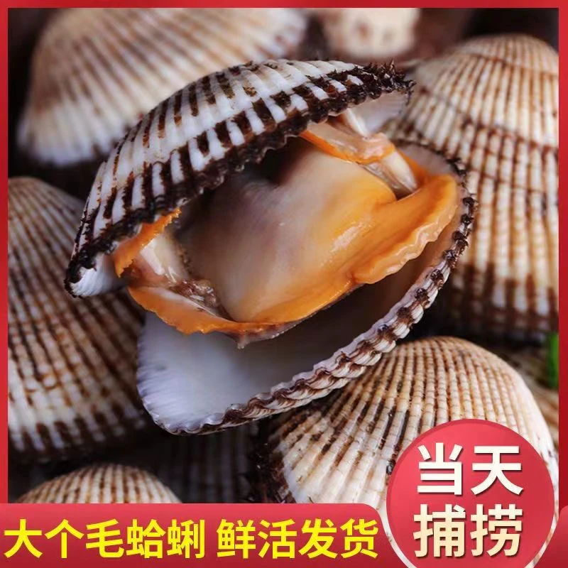 连云港发货鲜活大个天然海捕赤贝毛蛤蜊薄皮无沙