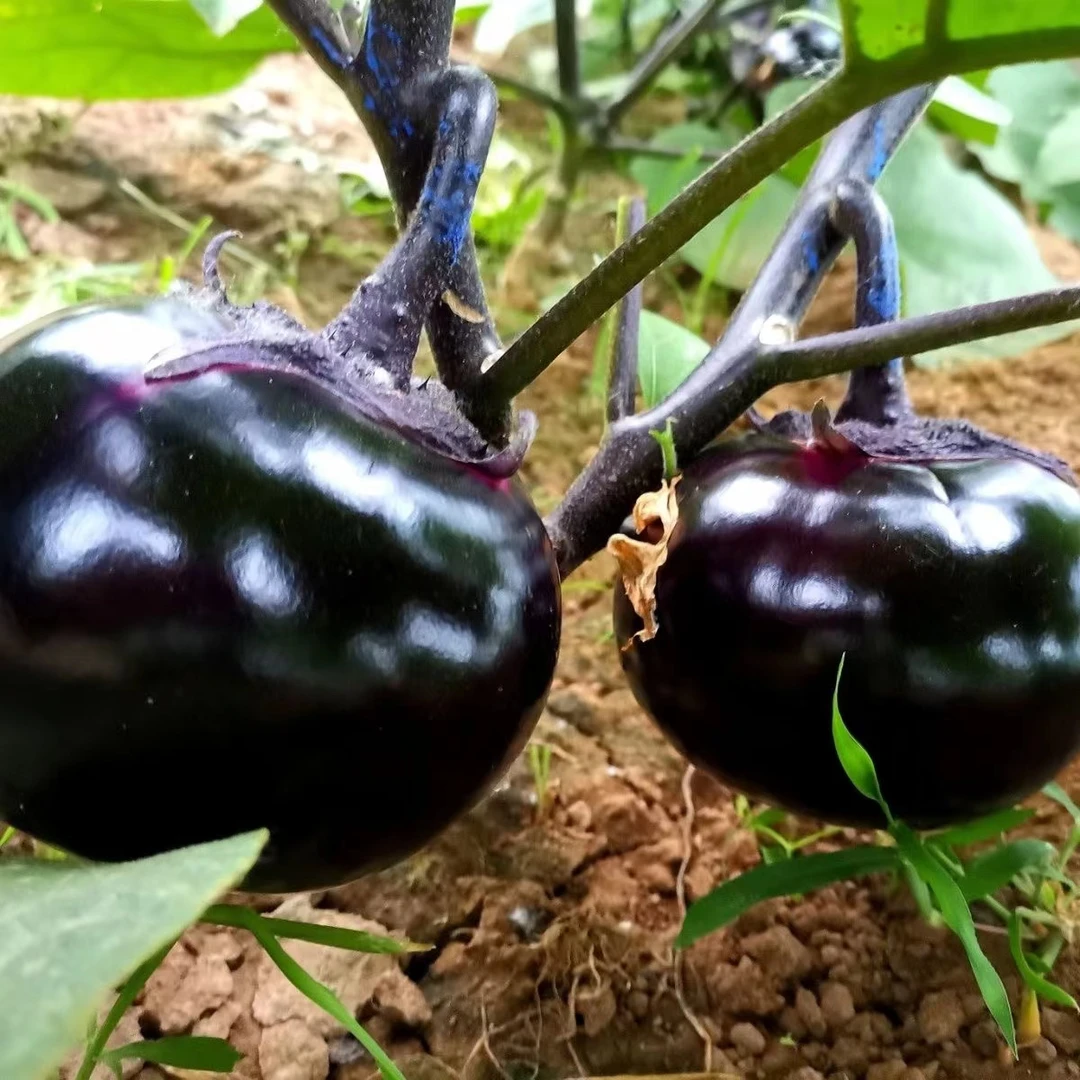 【高品质】山东圆茄子新鲜蔬菜当季现摘现发整箱批发紫色圆茄子