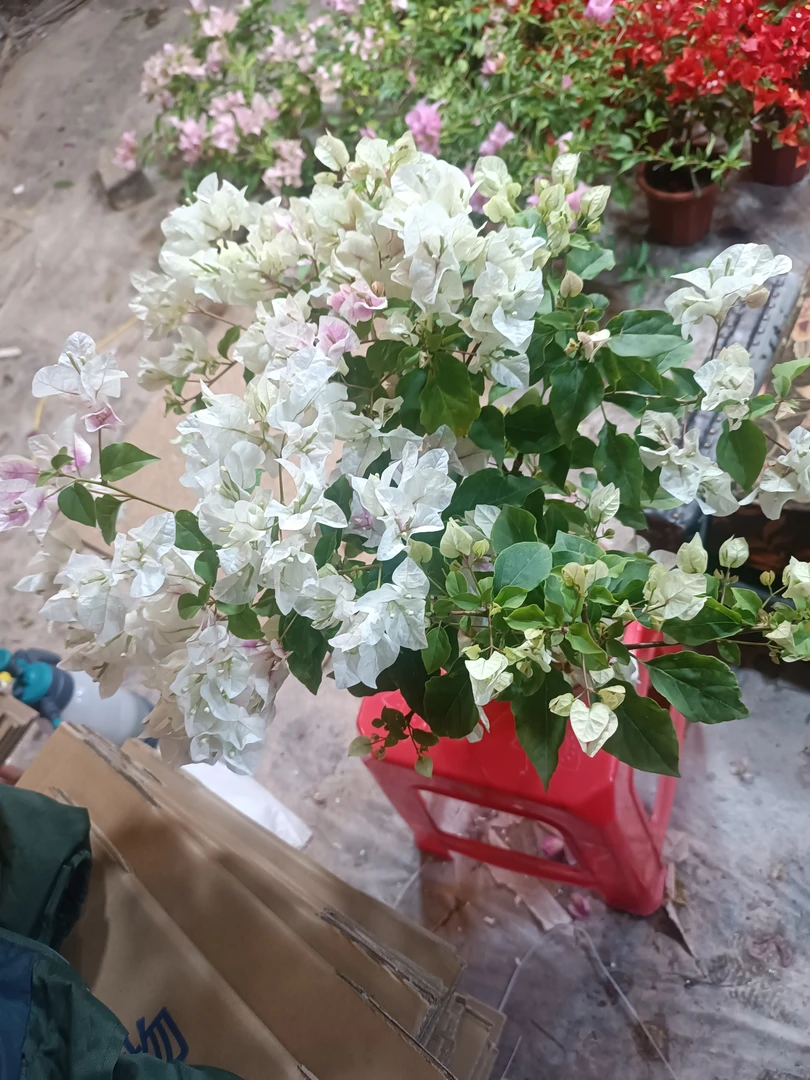 一物一拍，基地三角梅