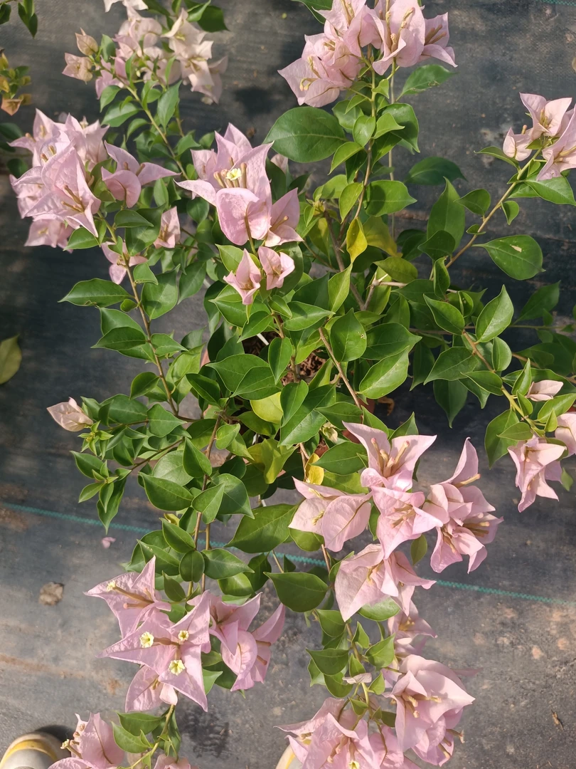 花勤粉天使三角梅
