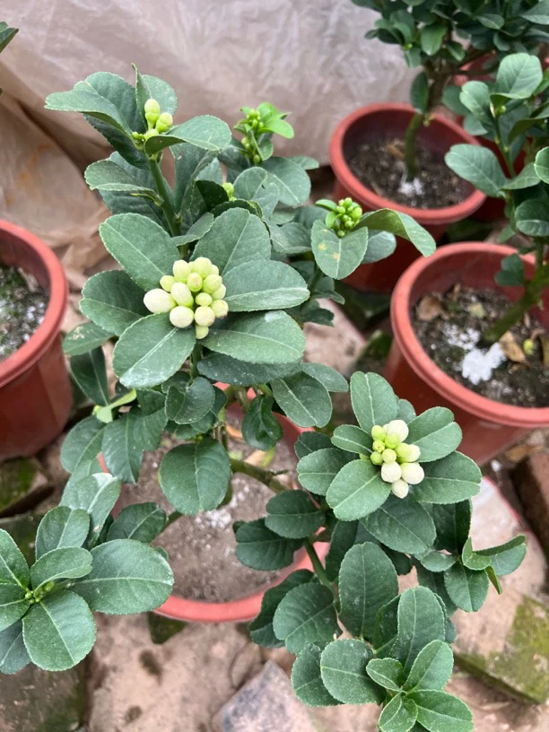 金华佛手树苗盆栽带花苞  小