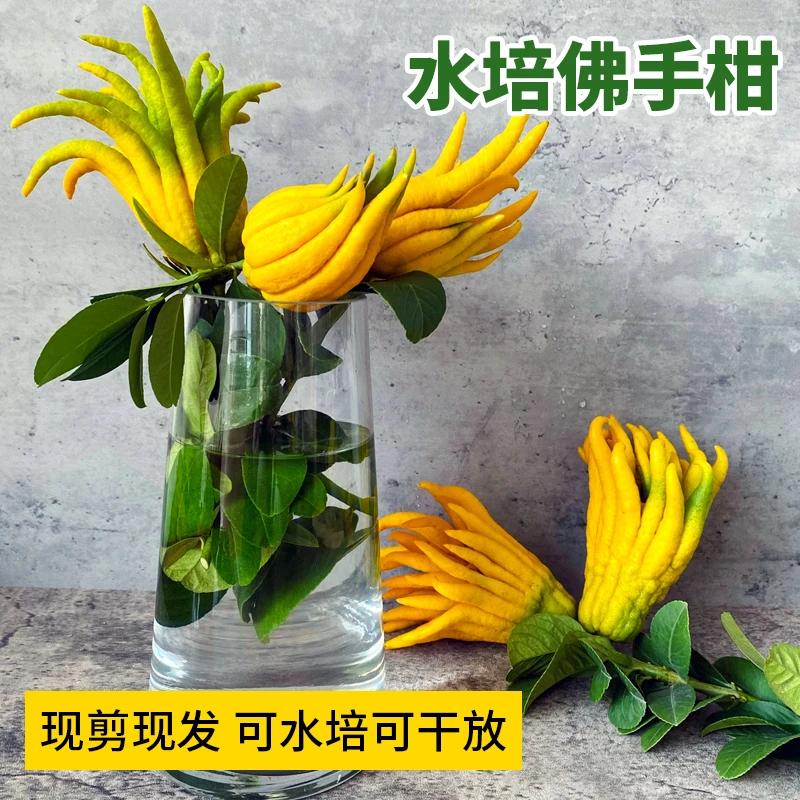 佛手水培佛手水养金华佛手插花带枝绿植佛手柑可观赏可闻香盆栽
