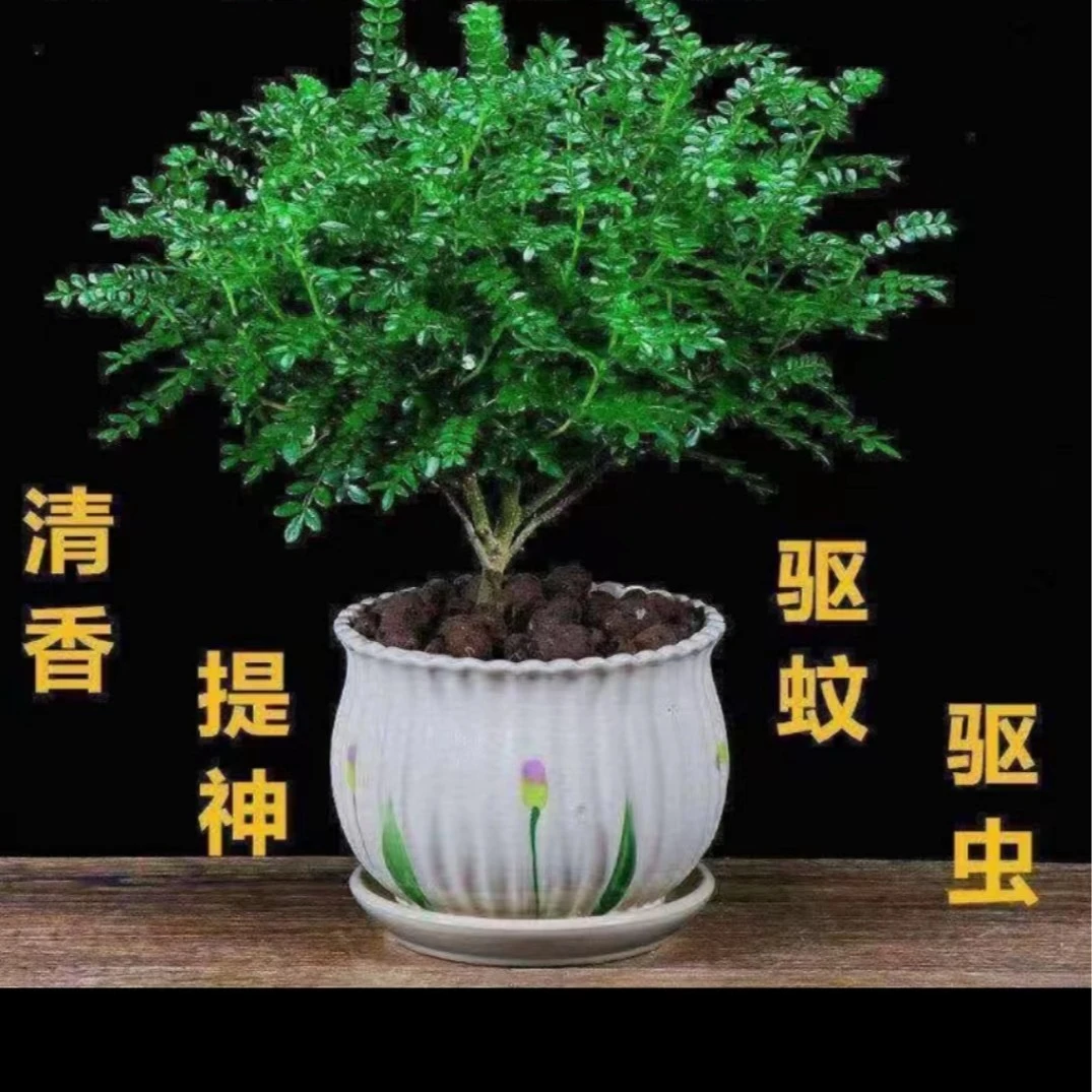 清香木盆景素材店，图片仅供参考，随机发货