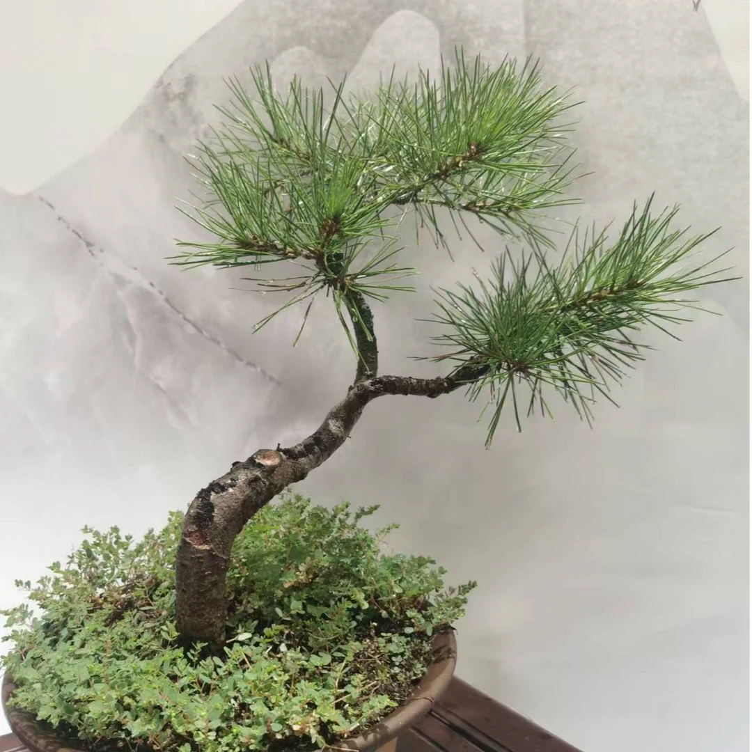 月季花 茉莉花 迎春花