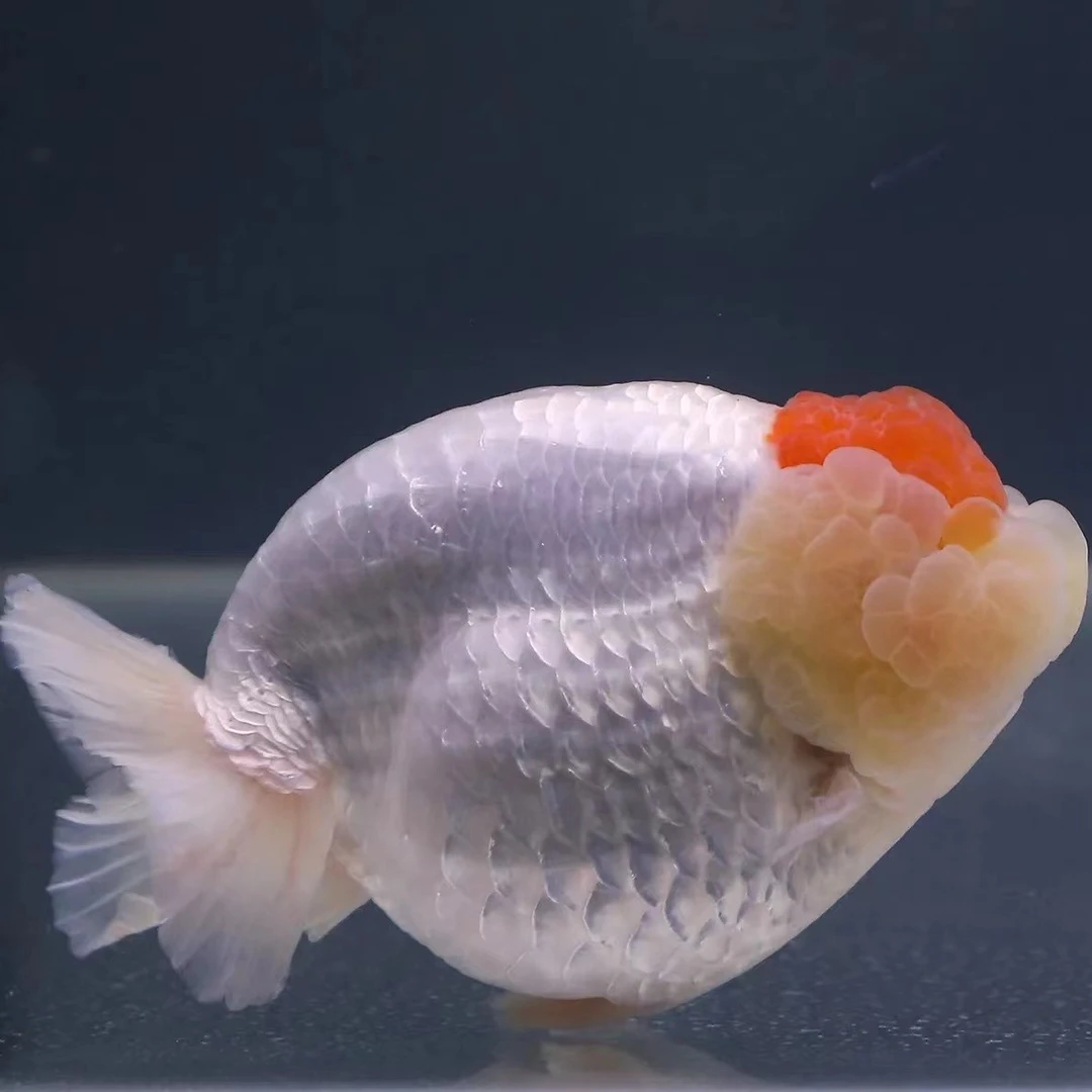 兰寿金鱼玛丽泰狮广温淡水鱼