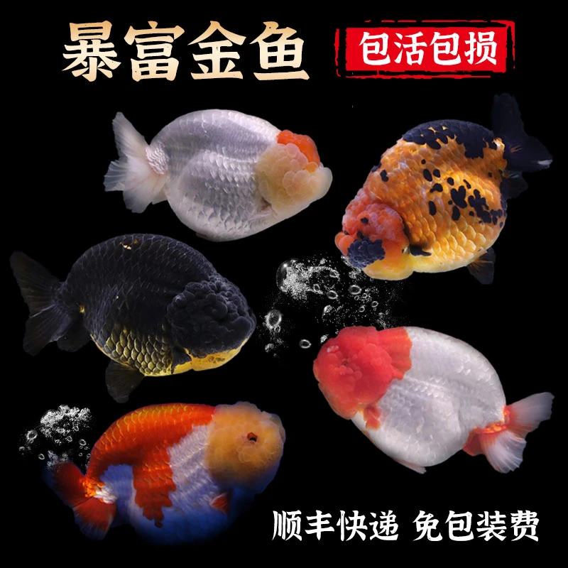 泰狮兰寿广温淡水鱼亚成（1-99号）