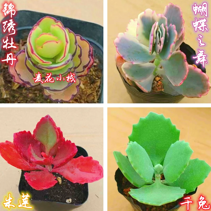 稀有植物锦绣牡丹朱莲蝴蝶之梦翩蝴蝶之舞千兔耳多肉组合盆栽脱土