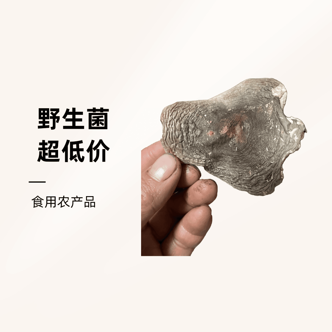 云南野生、可食用，青头菇